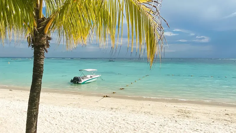 Palmera en una playa con un barco fondeado frente a la orilla
