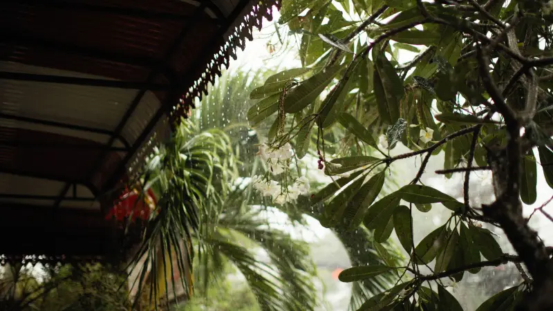 Lluvia sobre hojas tropicales bajo el tejado de un porche