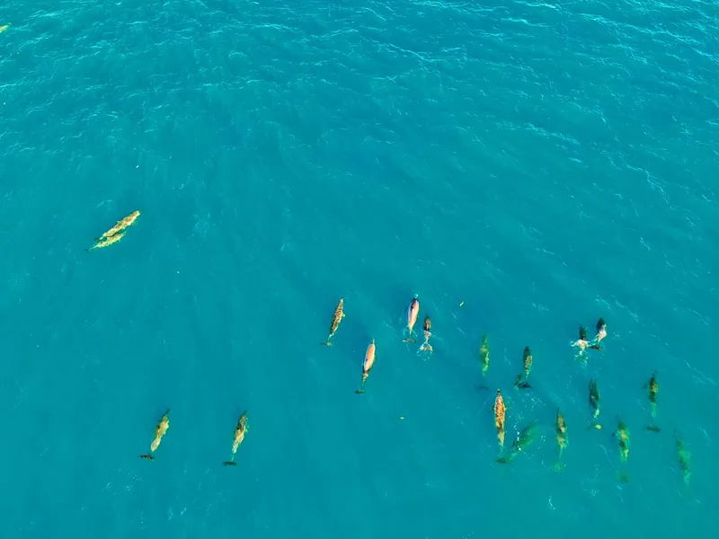 Dauphins nageant dans l'eau bleue, vus d'en haut